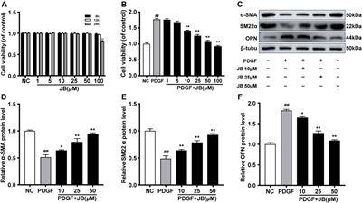 Jujuboside B Inhibits Neointimal Hyperplasia and Prevents Vascular Smooth Muscle Cell Dedifferentiation, Proliferation, and Migration via Activation of AMPK/PPAR-γ Signaling